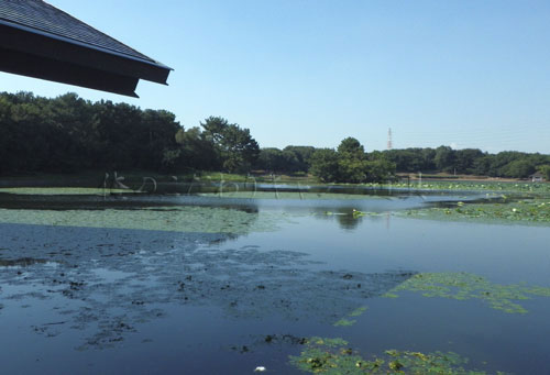 大泉緑地